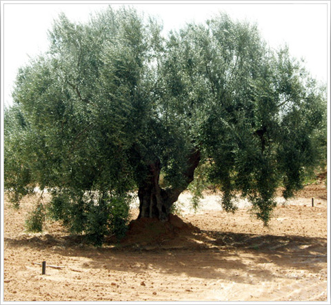 شجرة الزيتون