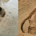 آثار الديناصور المكتشف