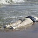 العثور على جثة شخص مرمية في ساحل