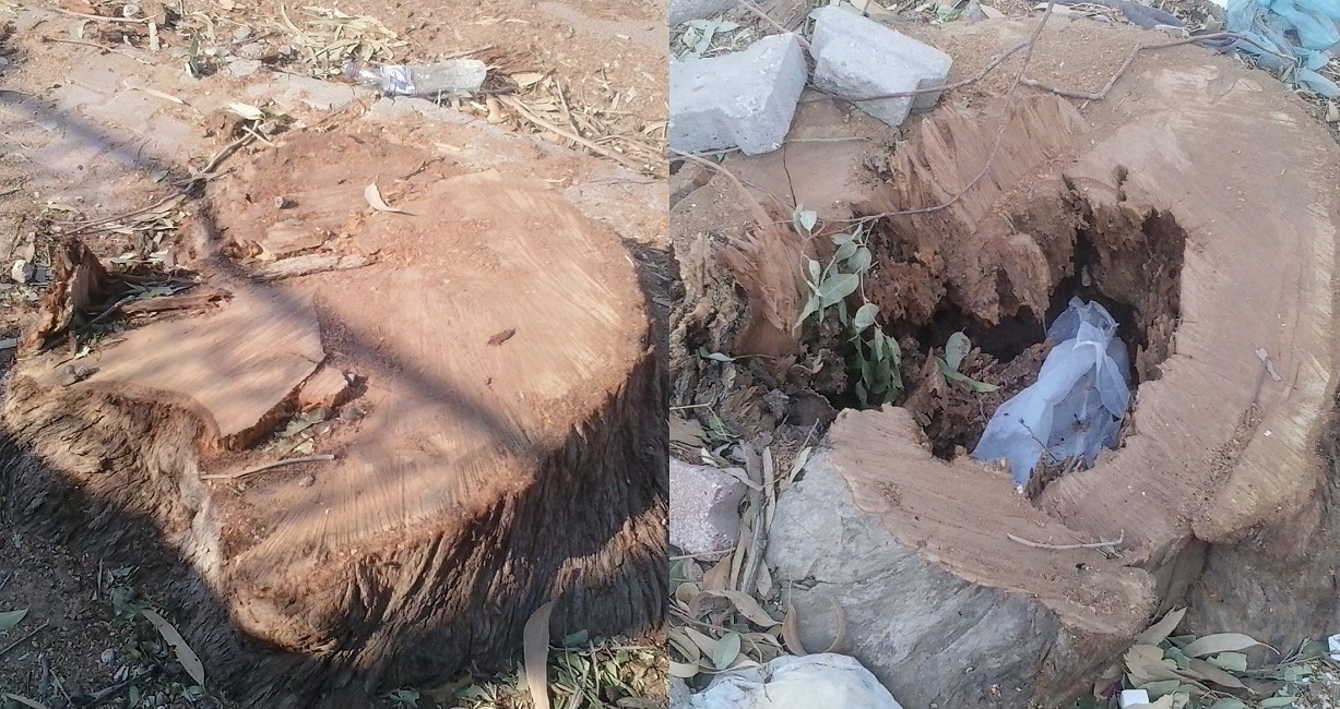 صفاقس : الاعتداء على الأشجار العريقة بالقطع الوحشي في طريق قرمدة والأفران