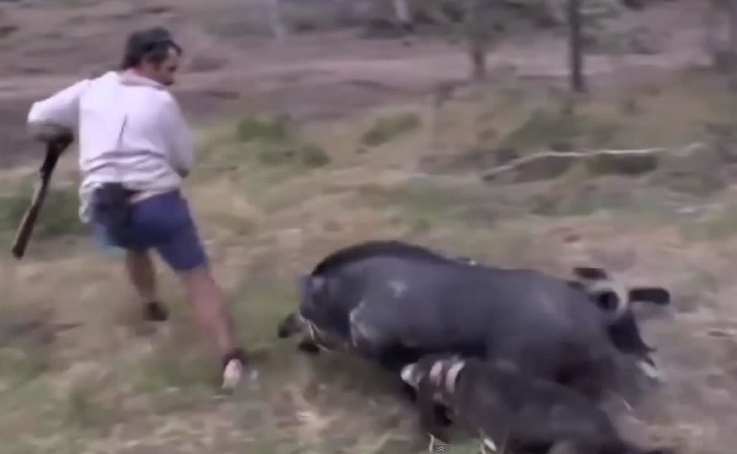 خنازير برية