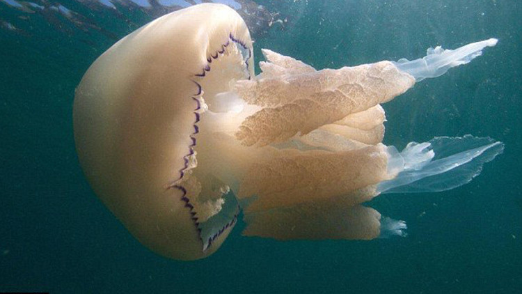 قناديل عملاقة