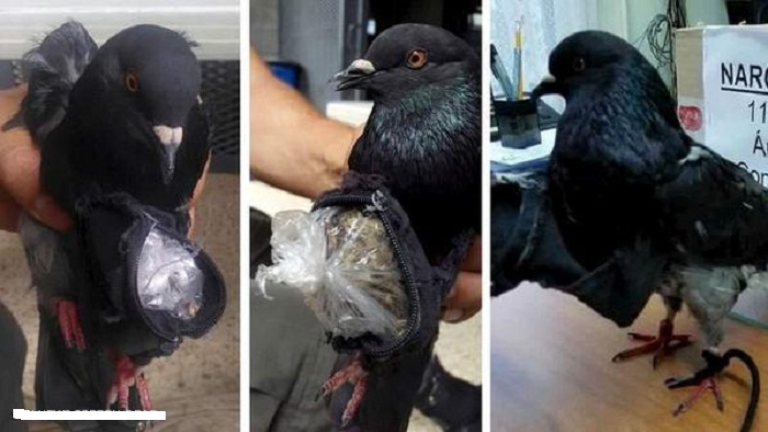 حمامة تهرب المخدرات إلى سجن