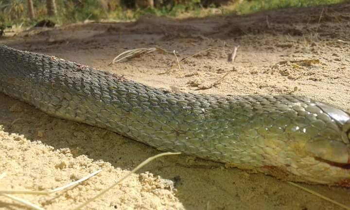 قبلي - أناكوندا - واحات دوز - ثعبان