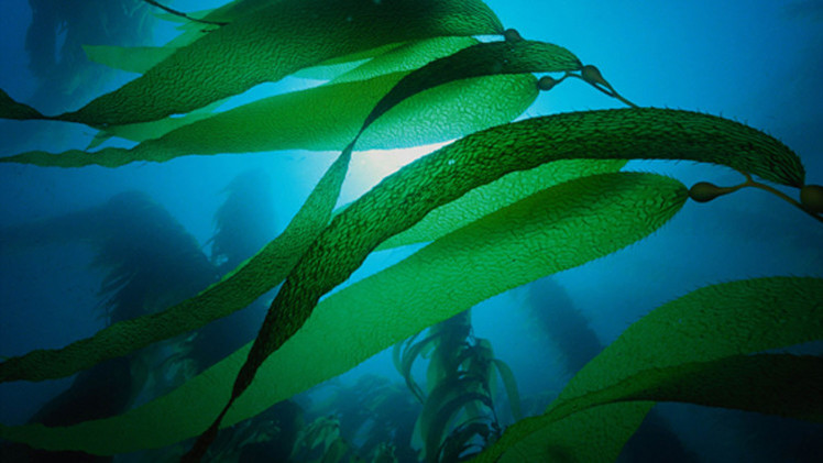  الأعشاب البحرية