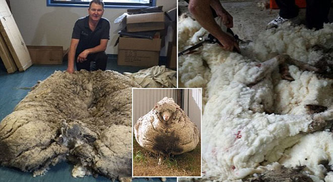 خروف أسترالي يدخل غينيس 