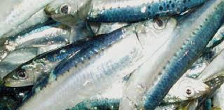 السمك الازرق