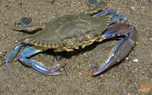 سرطان البحر الأزرق