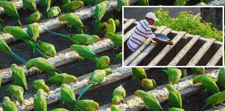 هندي يطعم 4 آلاف ببغاء يوميا 