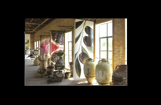 متحف للزيتونة