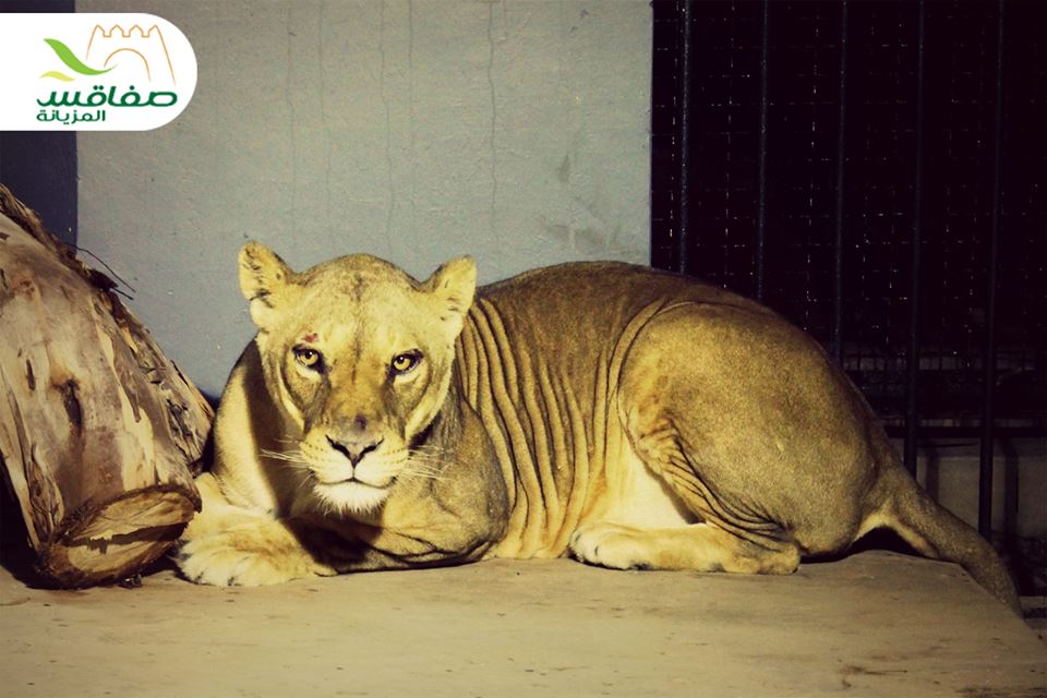 لبؤة - الحديقة العمومية - التوتة - صفاقس