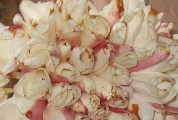 مشموم الياسمين