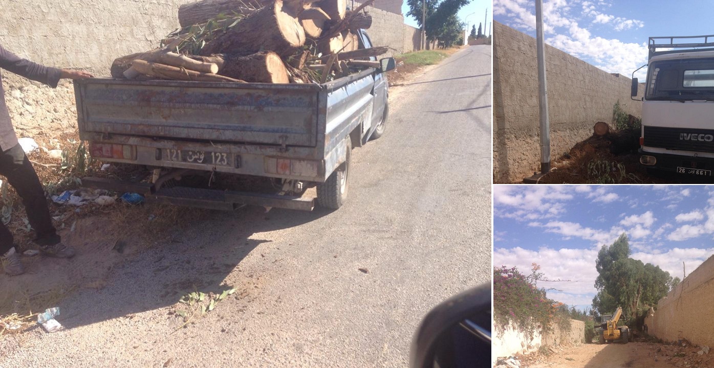 صفاقس - قص أشجار غابية