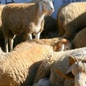 سوق علالش - خروف - خرفان - كبش - علوش