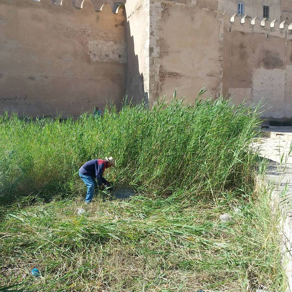 فستقية الفندري - صفاقس - قص عشب 