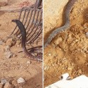 صفاقس : العثور على أفعى "كوبرا" في عقارب