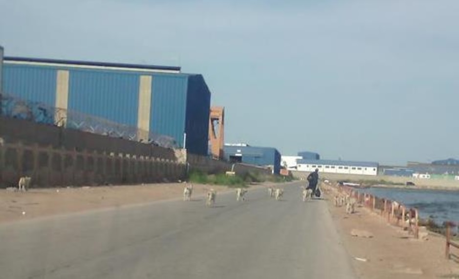 صفاقس - مُطعِم - الكلاب السائبة - ميناء الصيد