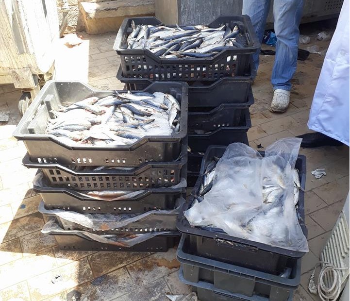 سمك -السردينة