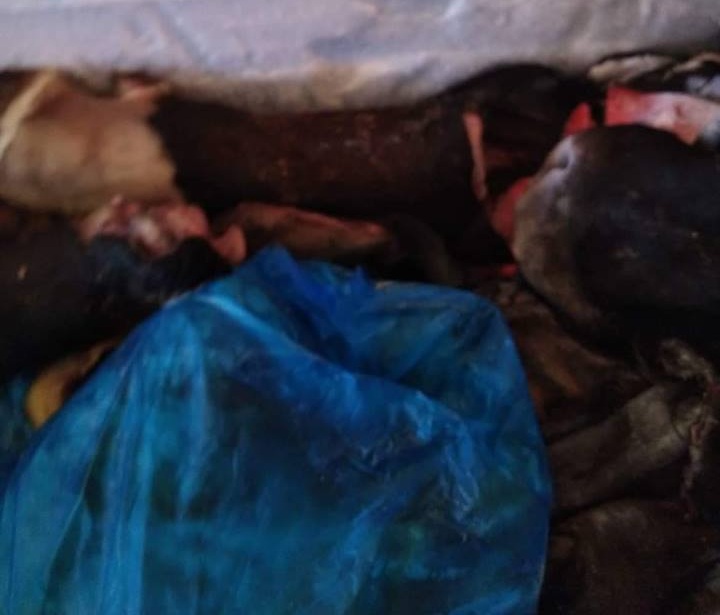 اطراف الابقار