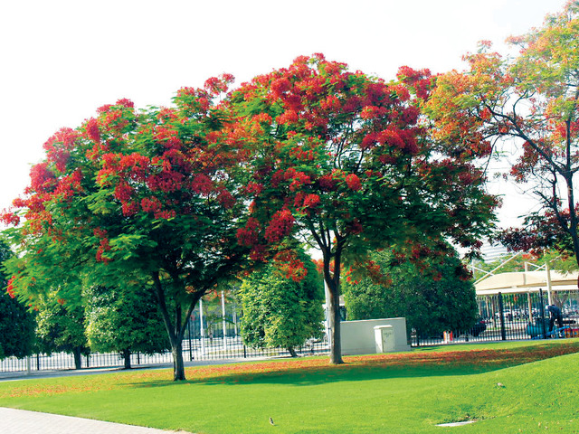 شجرة - حديقة