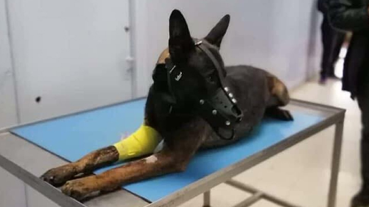 كلب-فريتس-تابعة لفرقة مقاومة الارهاب