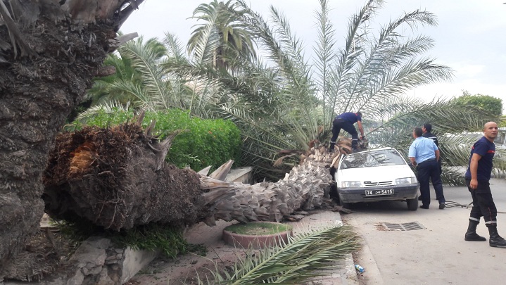 سقوط-نخلة-شارع الجيش-صفاقس