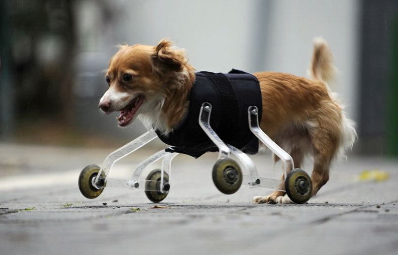 كلب معاق - إعاقة - الكلاب - أطراف صناعية للحيوانات