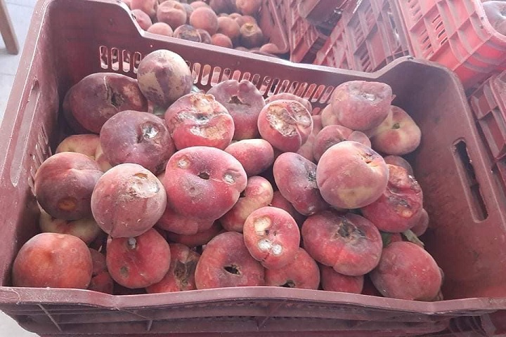 خوخ-فاسد-صفاقس