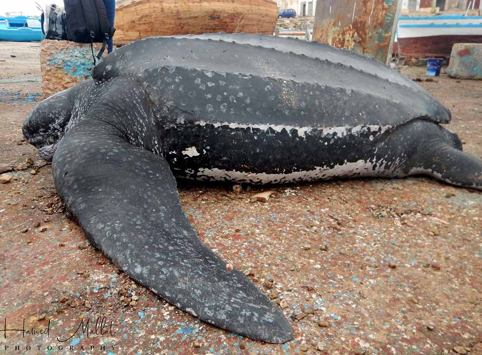 رقنة : نفوق سلحفاة بحرية جلدية الظهر