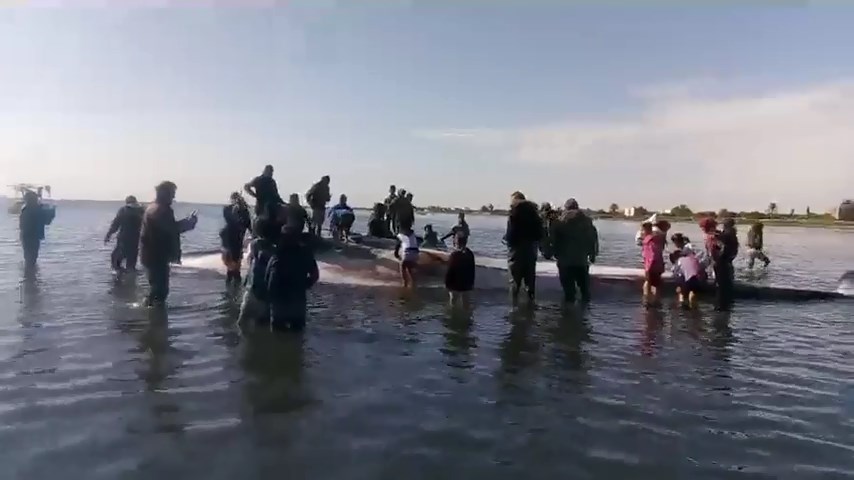 شواطئ جبنيانة: جنوح حوت "بالان" ( فيديو )