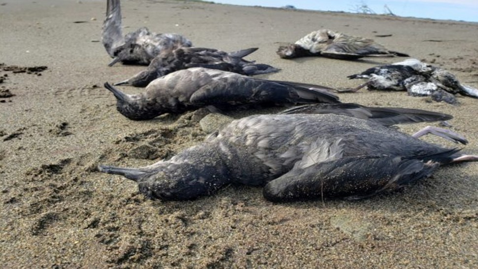 طيور المنطقة الرطبة