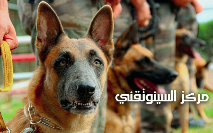 مركز السينوتقني - كلب - وزارة الدفاع
